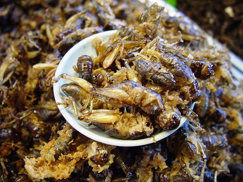 Mangez des insectes à la place du bœuf grillon-a-manger