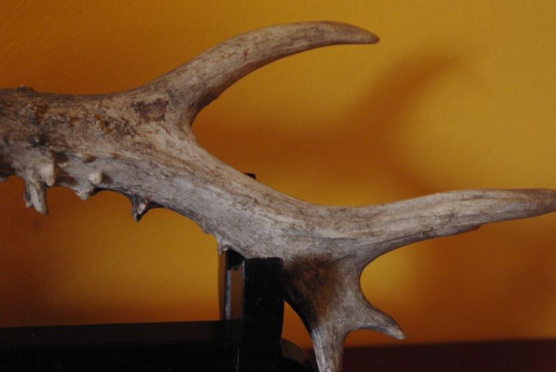 Chinesische Pinsel Aus Hirsch 5