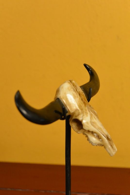 Indonesisch Statuen Knochen Büffel-Schädel 3