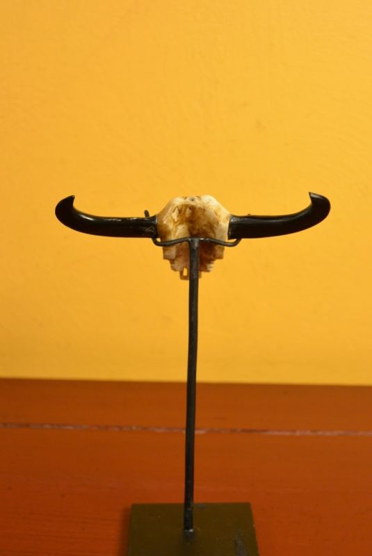 Indonesisch Statuen Knochen Büffel-Schädel 4