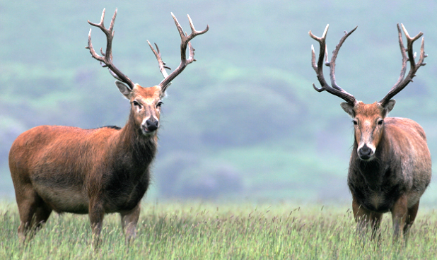 cerf en chine