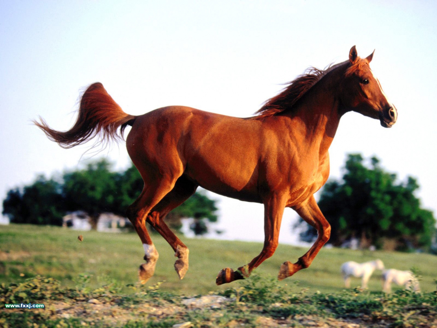 Le Cheval en Chine