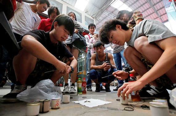 combat de grillons en Chine