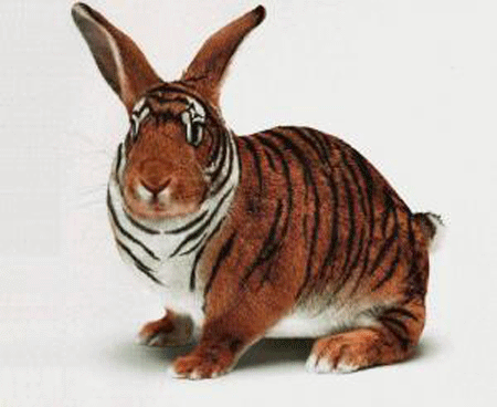 Signification Des Animaux En Chine Le Blog D Objetschinois Com