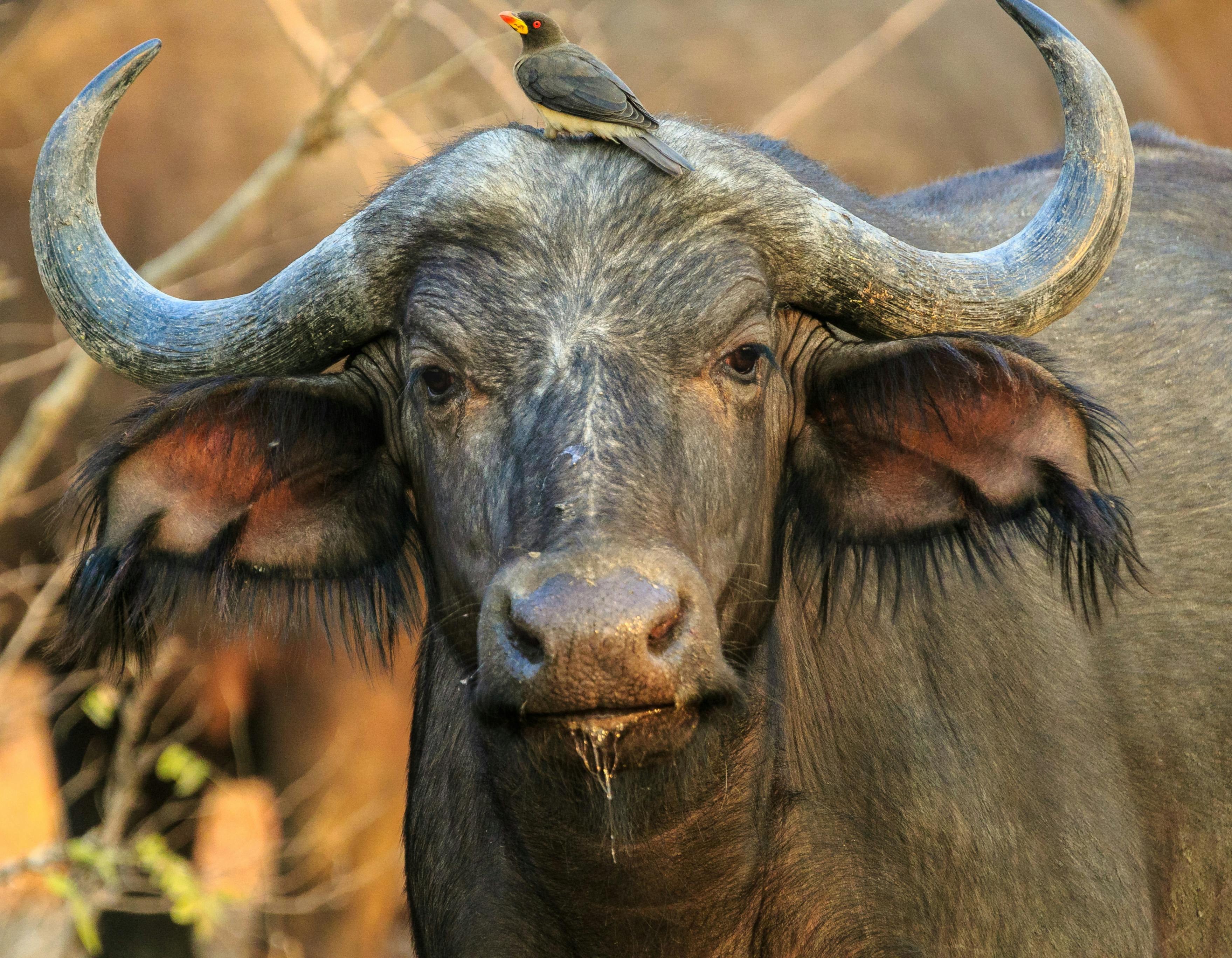 Le boeuf et le buffle en Chine