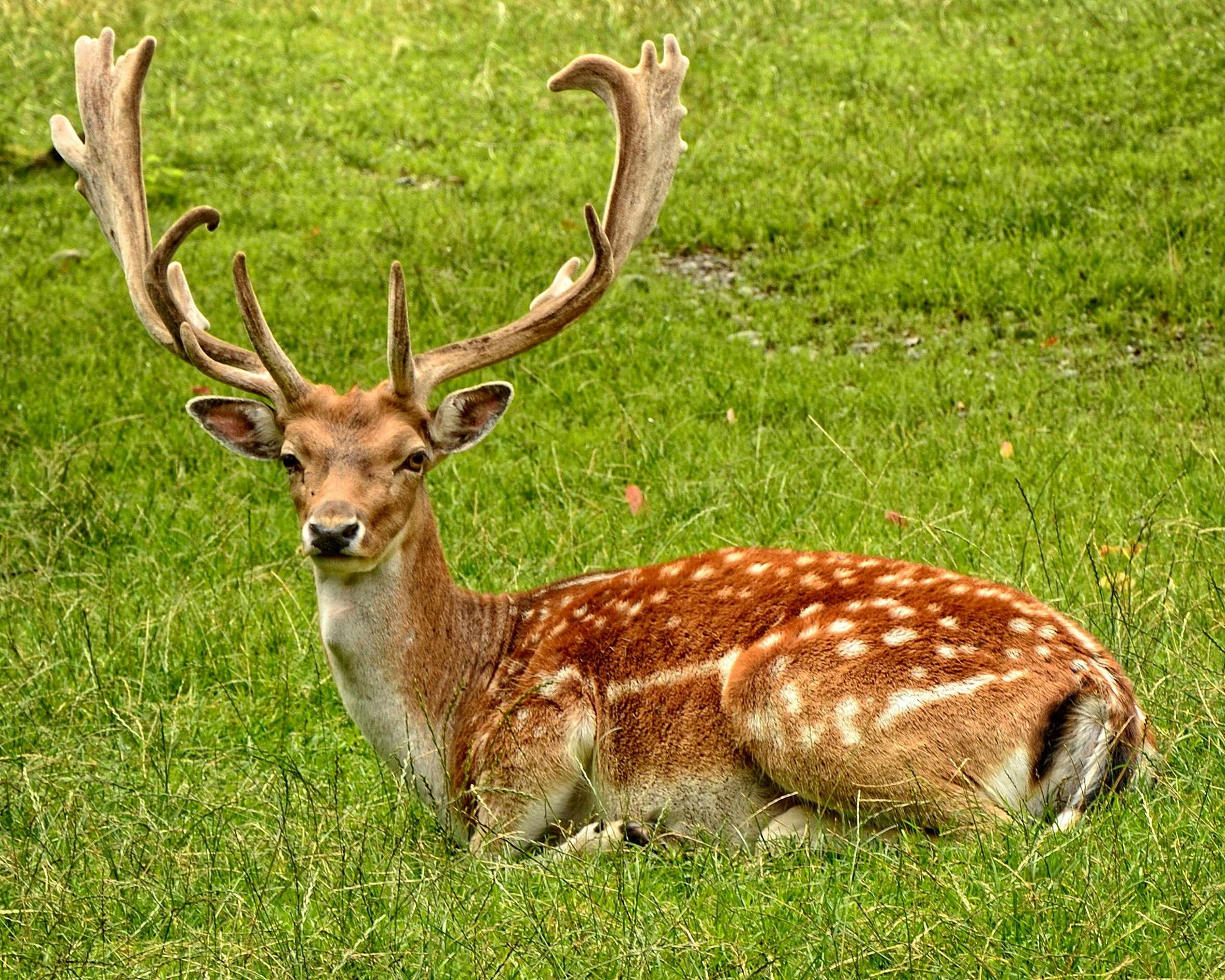 Le cerf en Chine