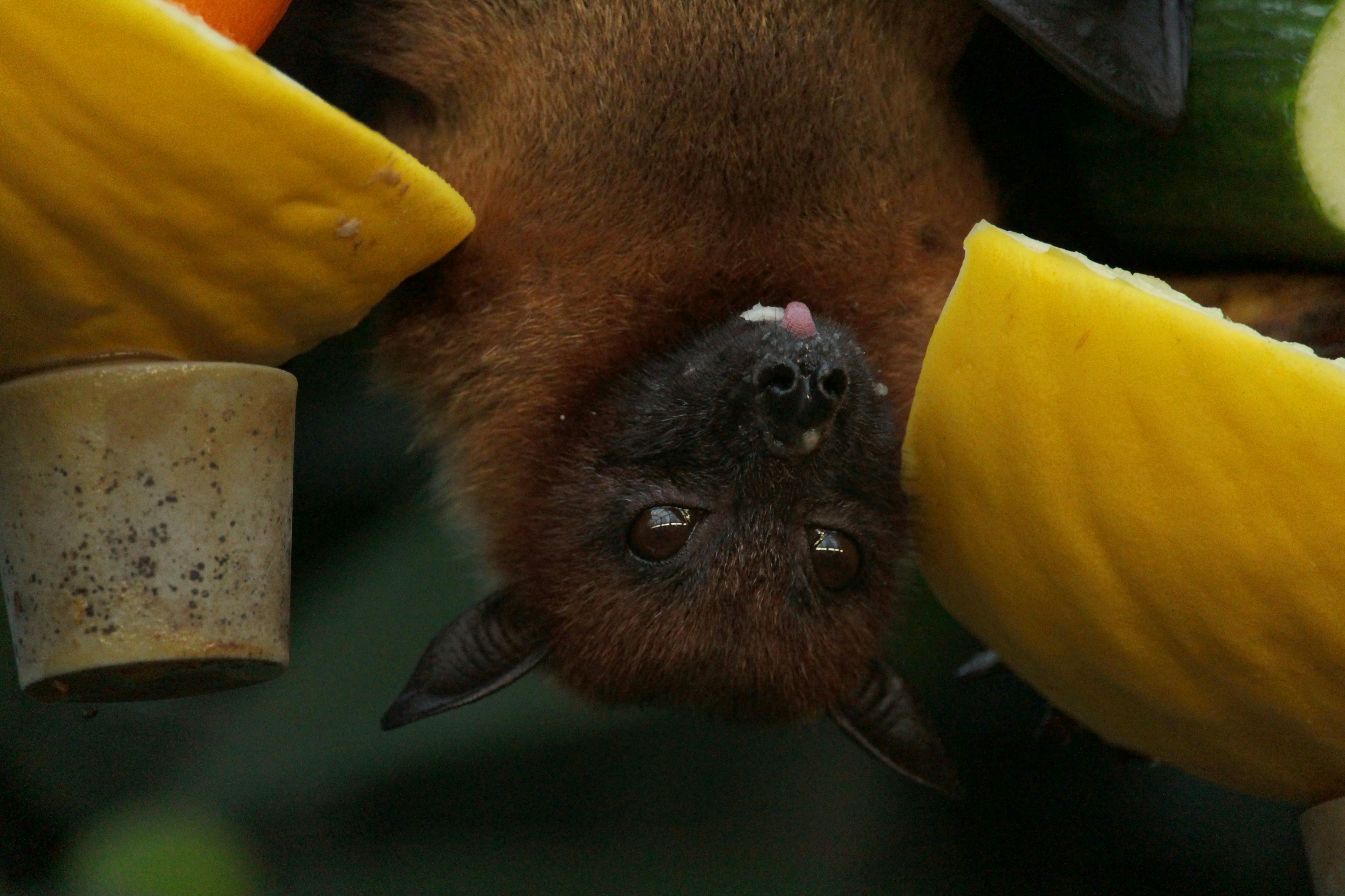 La chauve-souris en Chine