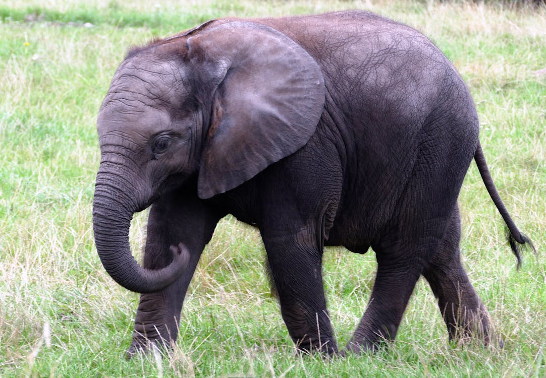 L’éléphant en Chine