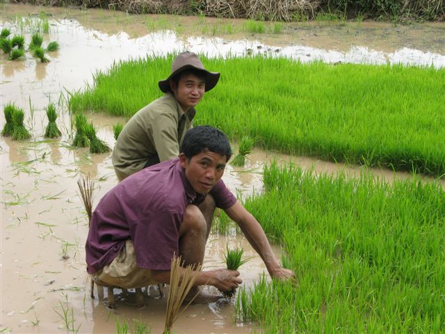 riziere laos