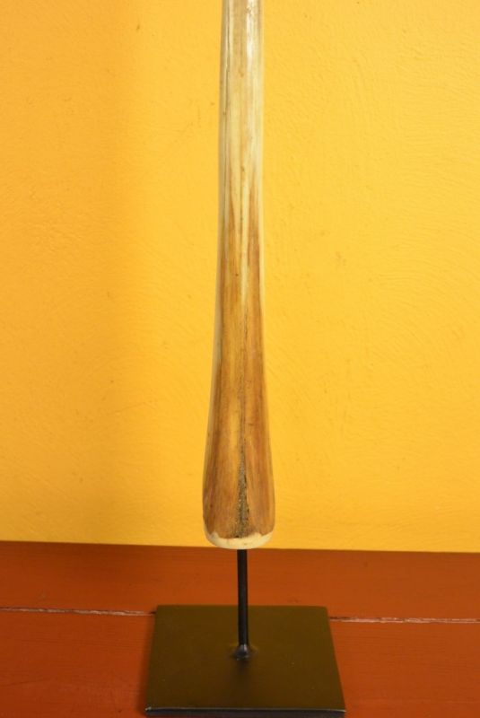 Namensgebendes Speerfische 3 3