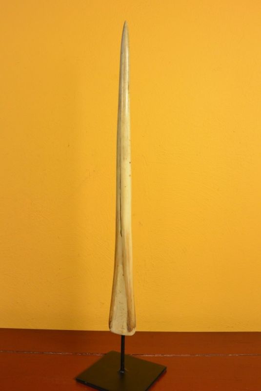 Namensgebendes Speerfische 3 5