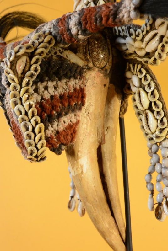 Old Indonesian Tribal Breastplate - Rhinoceros hornbill 3