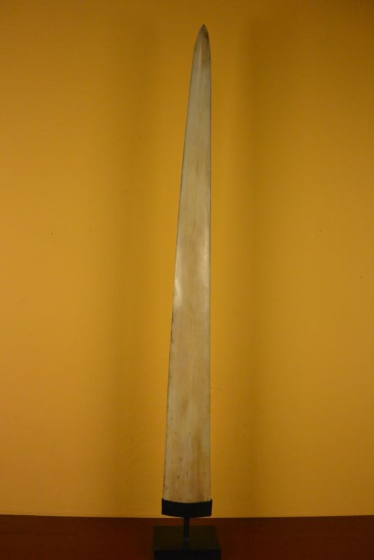 Pico Largo y Aplanado Pez Espada 2 1