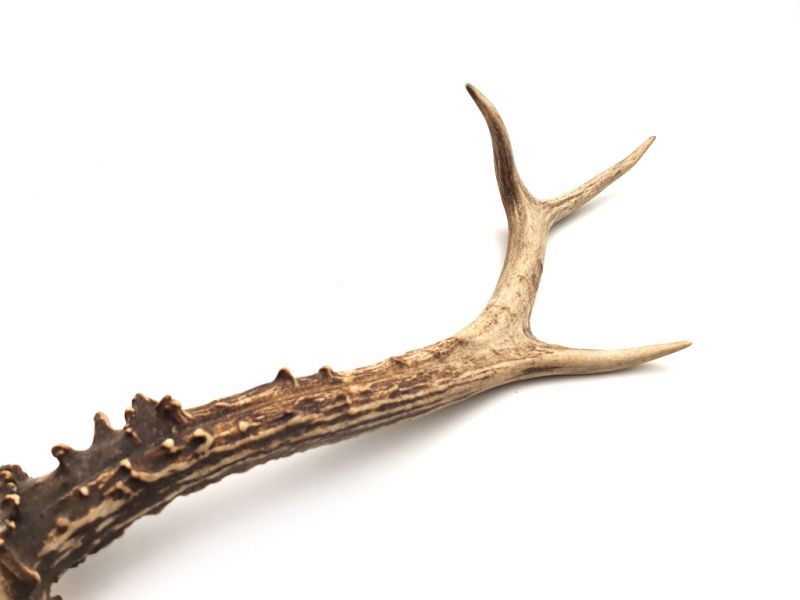 Wooden Deer Calligraphie Brush 2